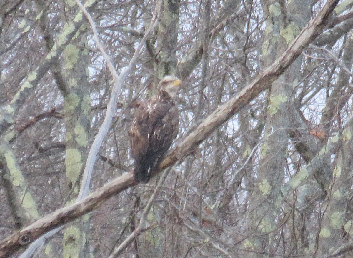 Bald Eagle - ML283618891