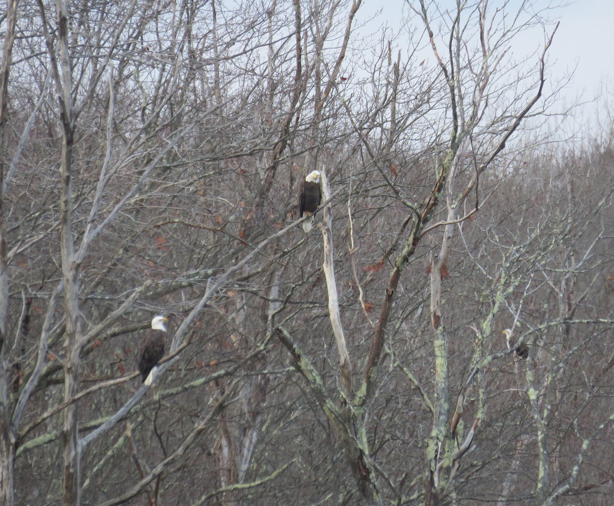 Bald Eagle - ML283618901