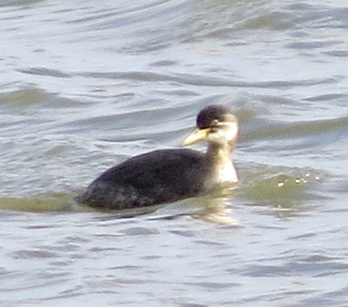 Red-necked Grebe - ML283618961