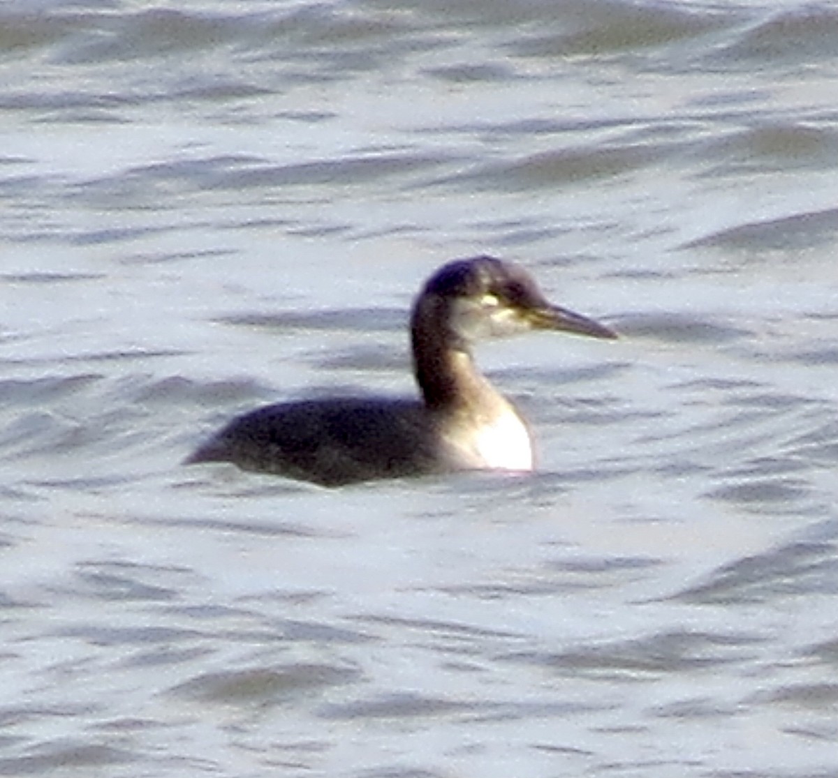 Red-necked Grebe - ML283618971