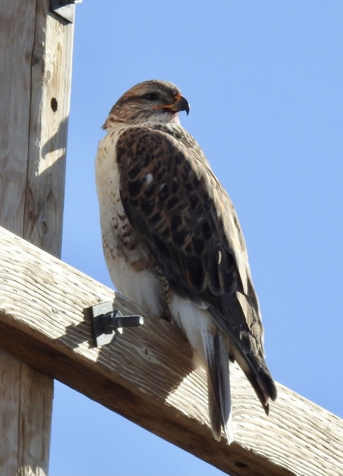 Ferruginous Hawk - ML283619191