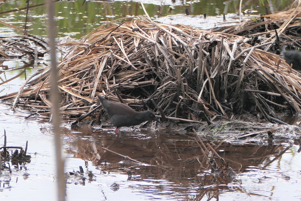 Spotless Crake - ML283619301