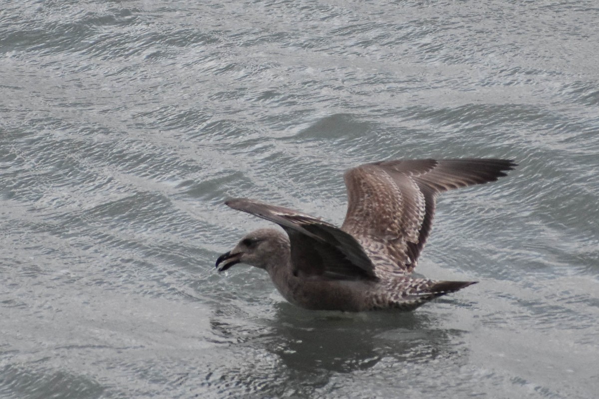 Gaviota Argéntea - ML283619691