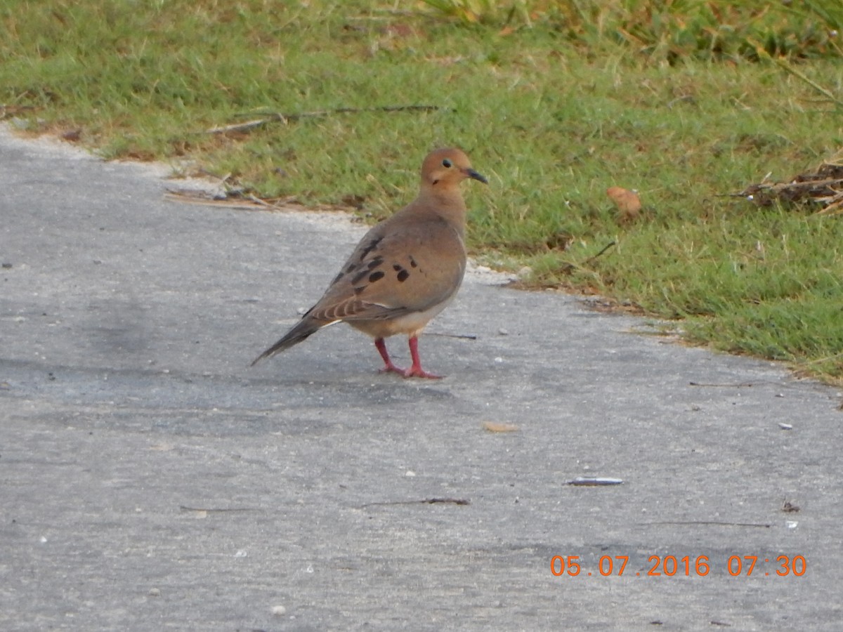 Mourning Dove - Vivian F. Moultrie