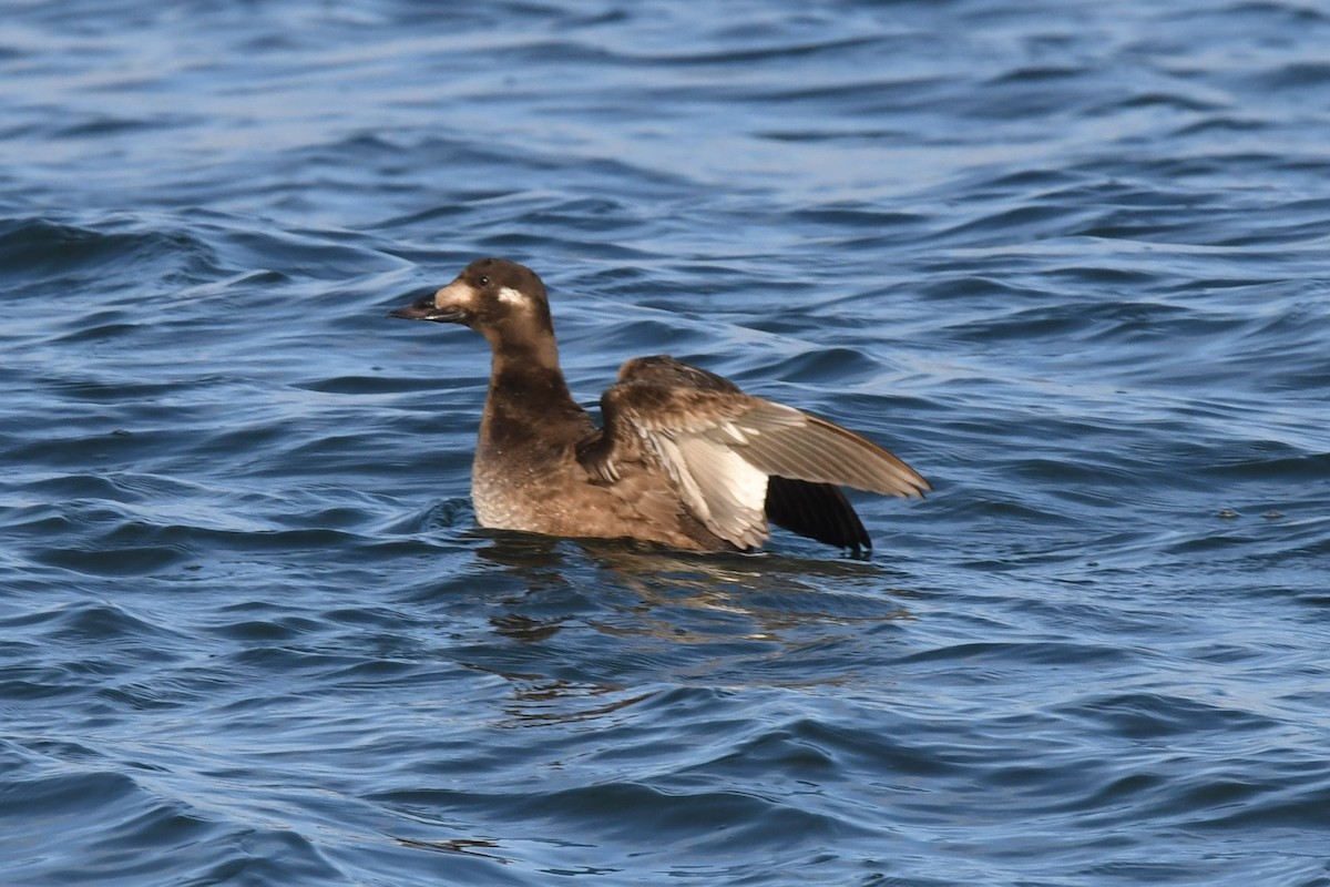 White-winged Scoter - ML283621581