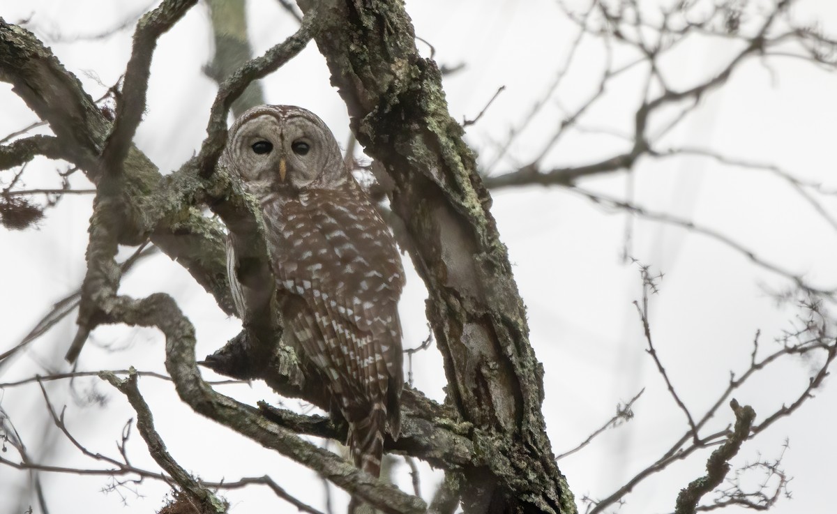 Barred Owl - ML283621921