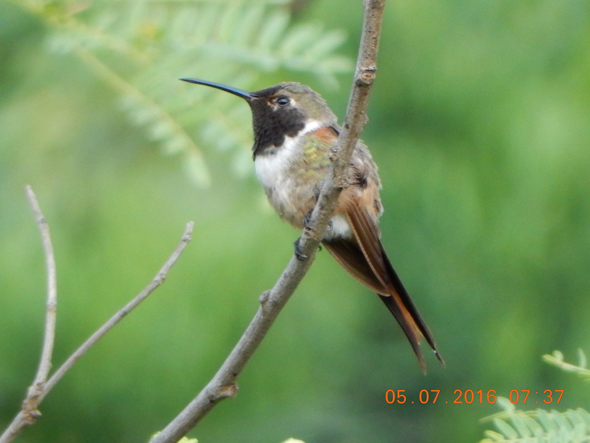 Inagua Woodstar - Vivian F. Moultrie