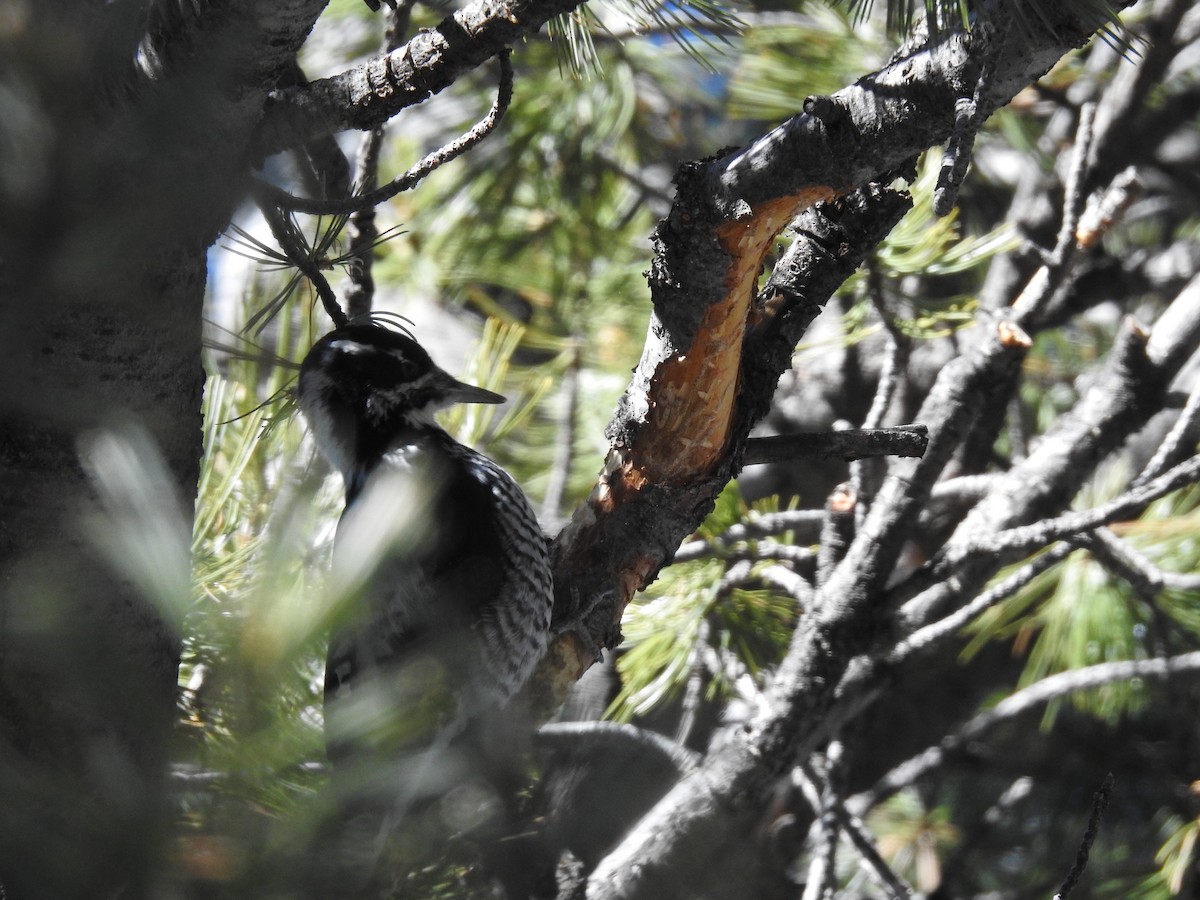 American Three-toed Woodpecker - ML283623321