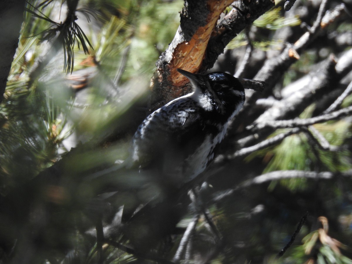 American Three-toed Woodpecker - ML283623441