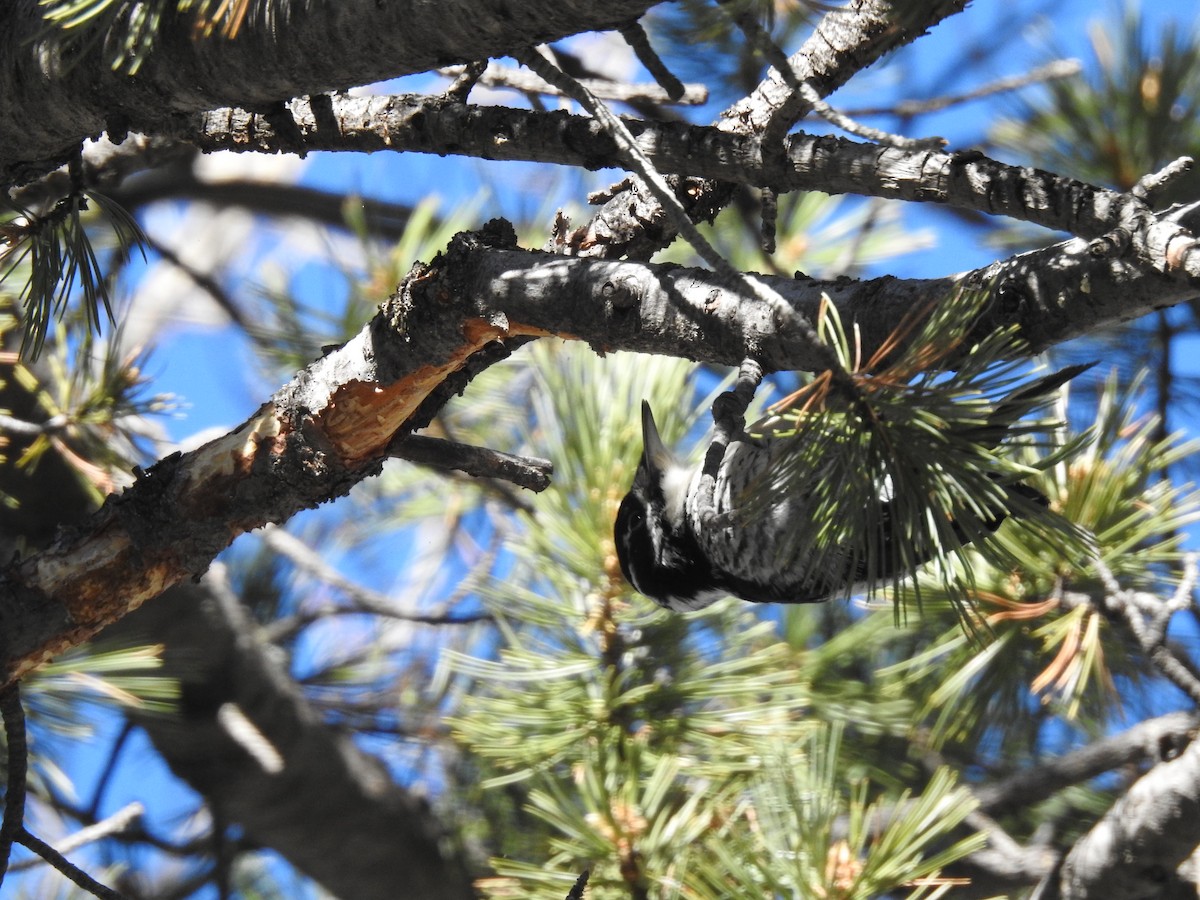 American Three-toed Woodpecker - ML283623651