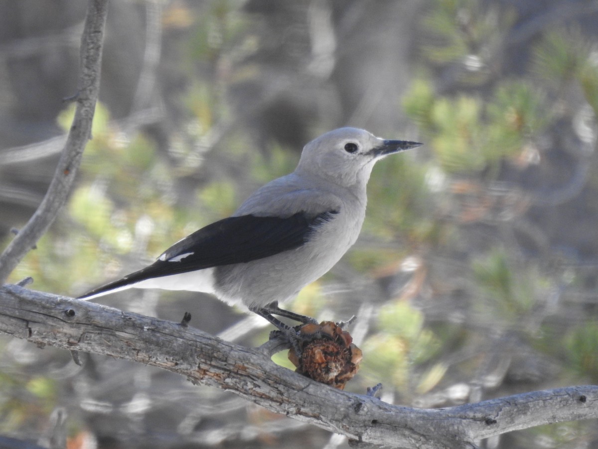Clark's Nutcracker - ML283623721