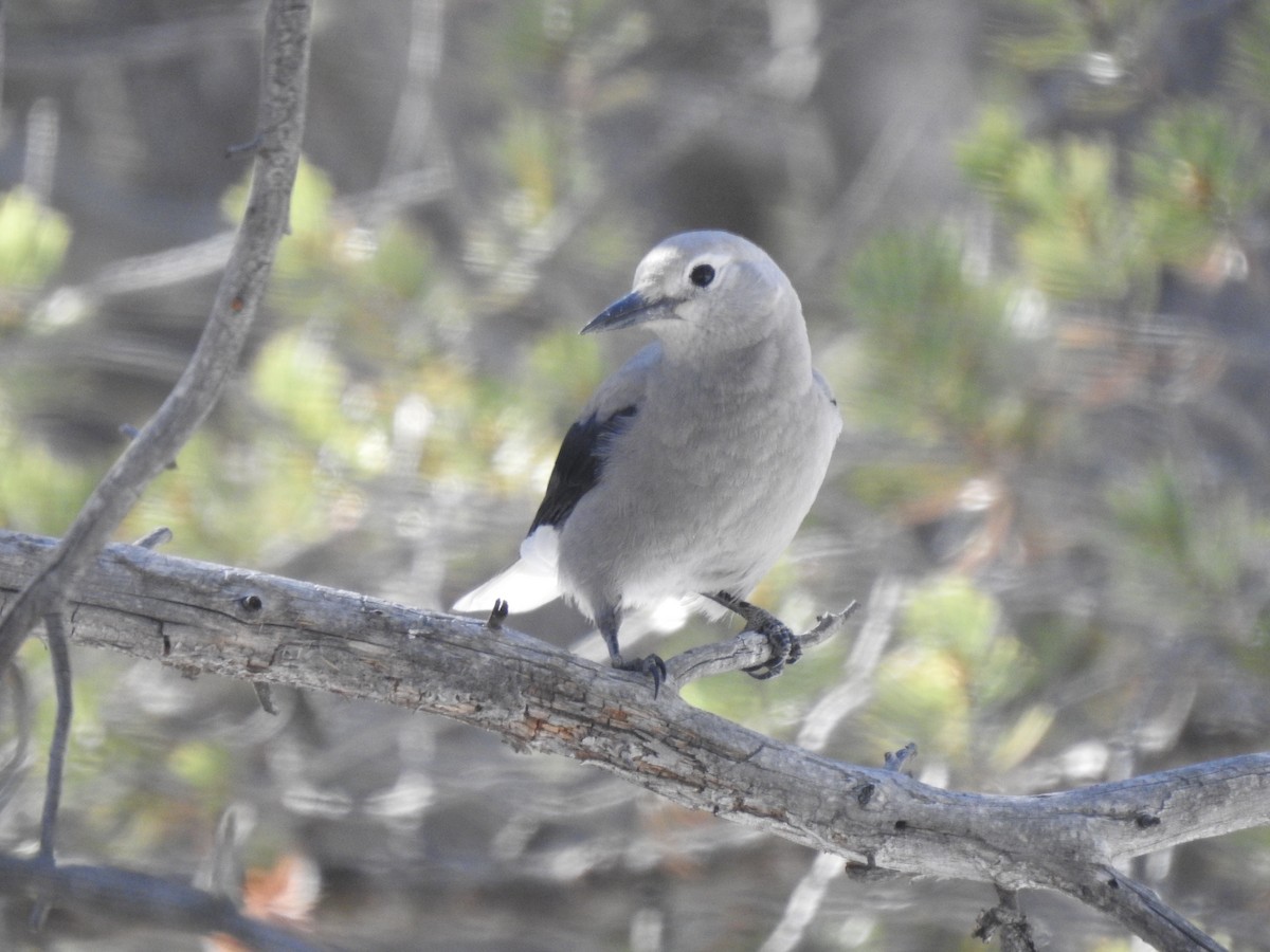 Clark's Nutcracker - ML283623731