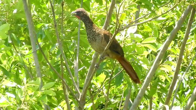 Speckled Chachalaca (Parana) - ML283623781