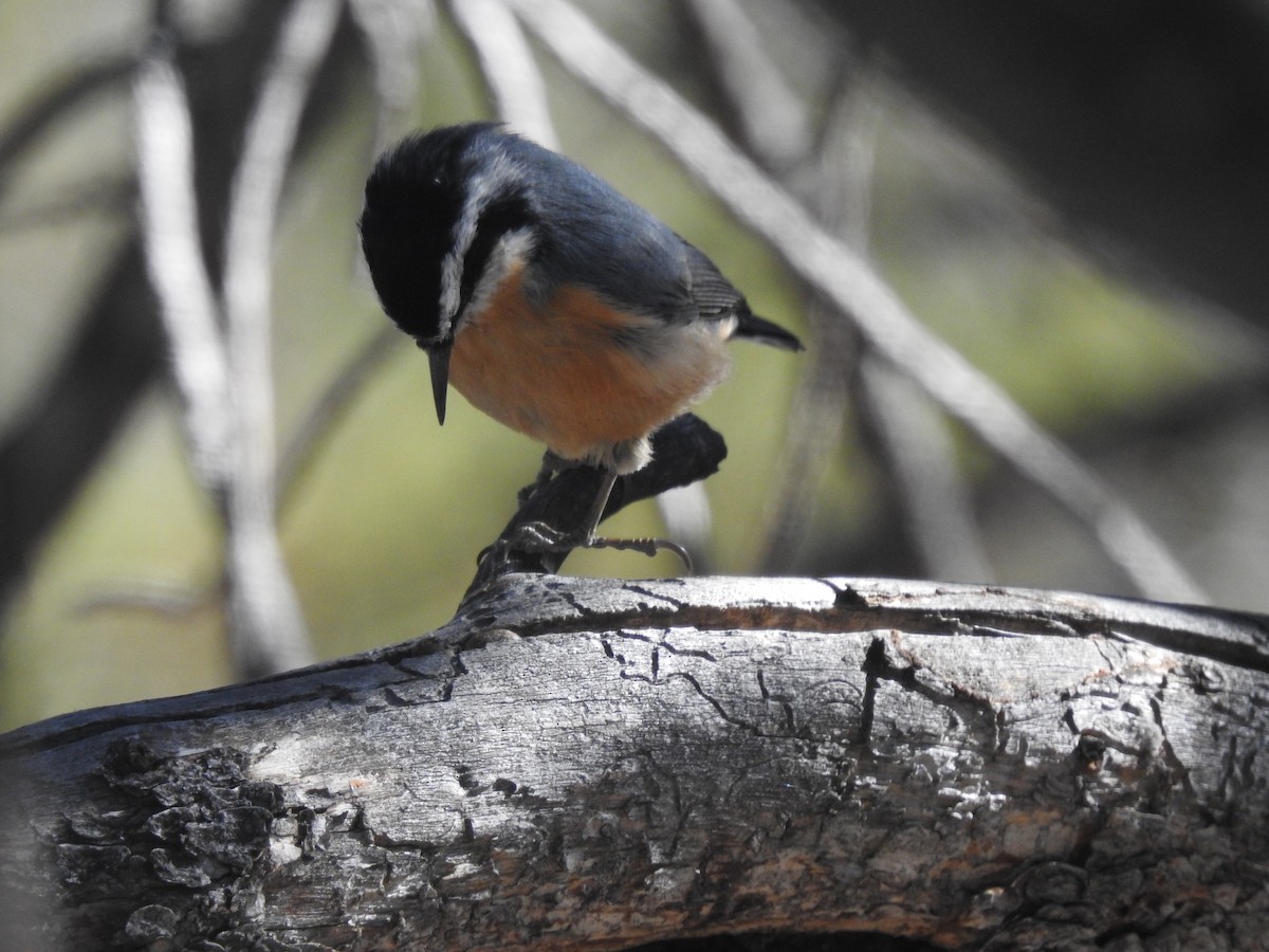 Red-breasted Nuthatch - ML283623871