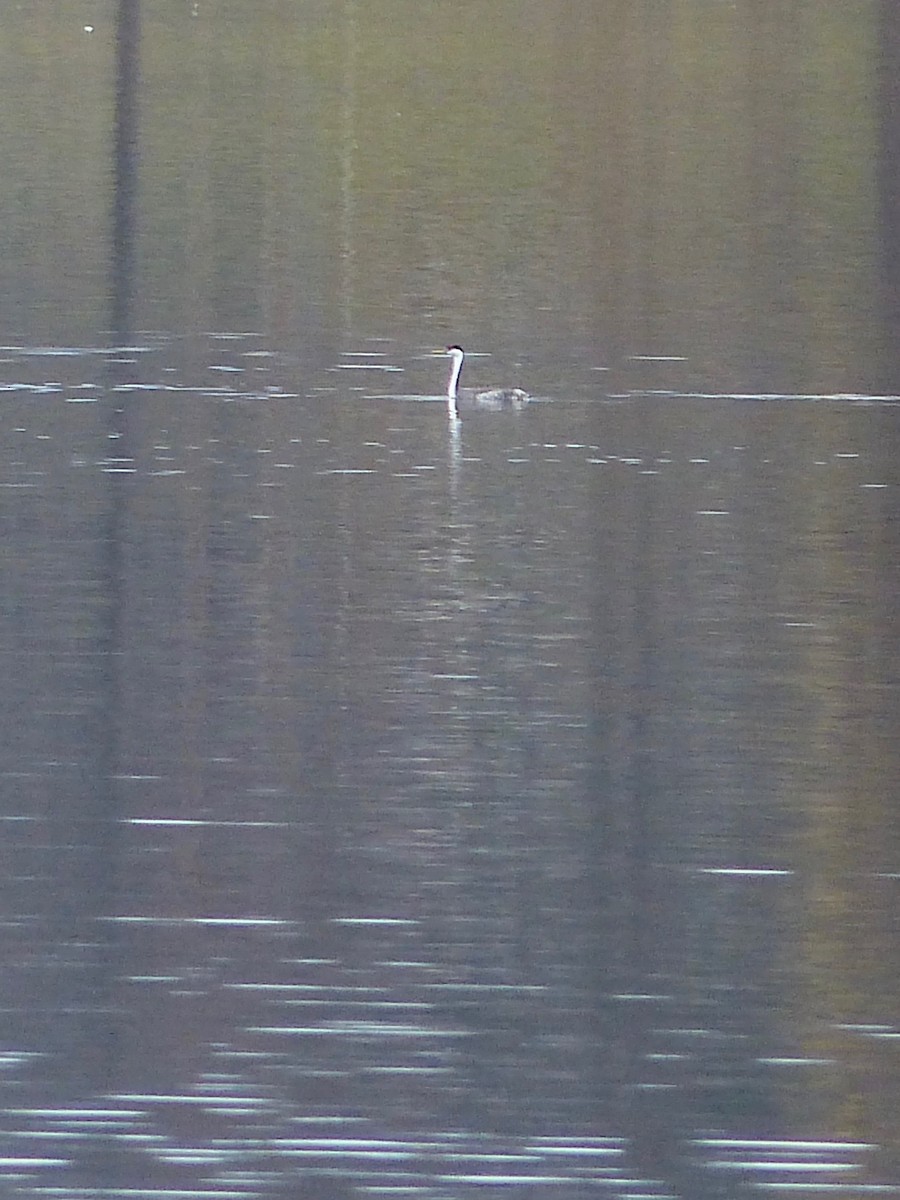 Western Grebe - ML283623931