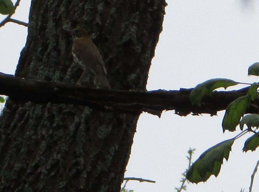 Wood Thrush - ML28362401