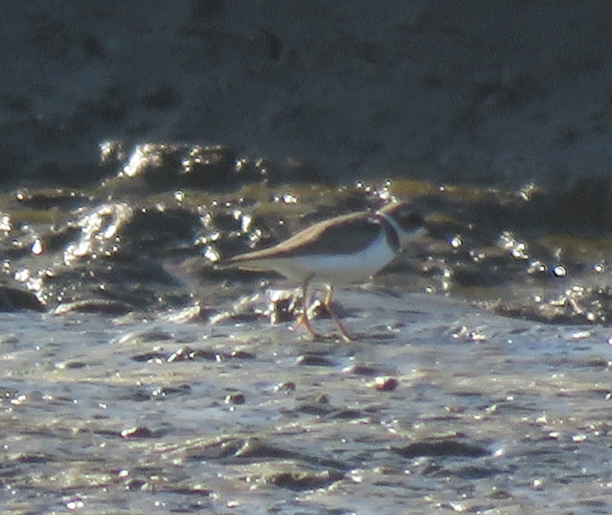 Semipalmated Plover - ML283624411