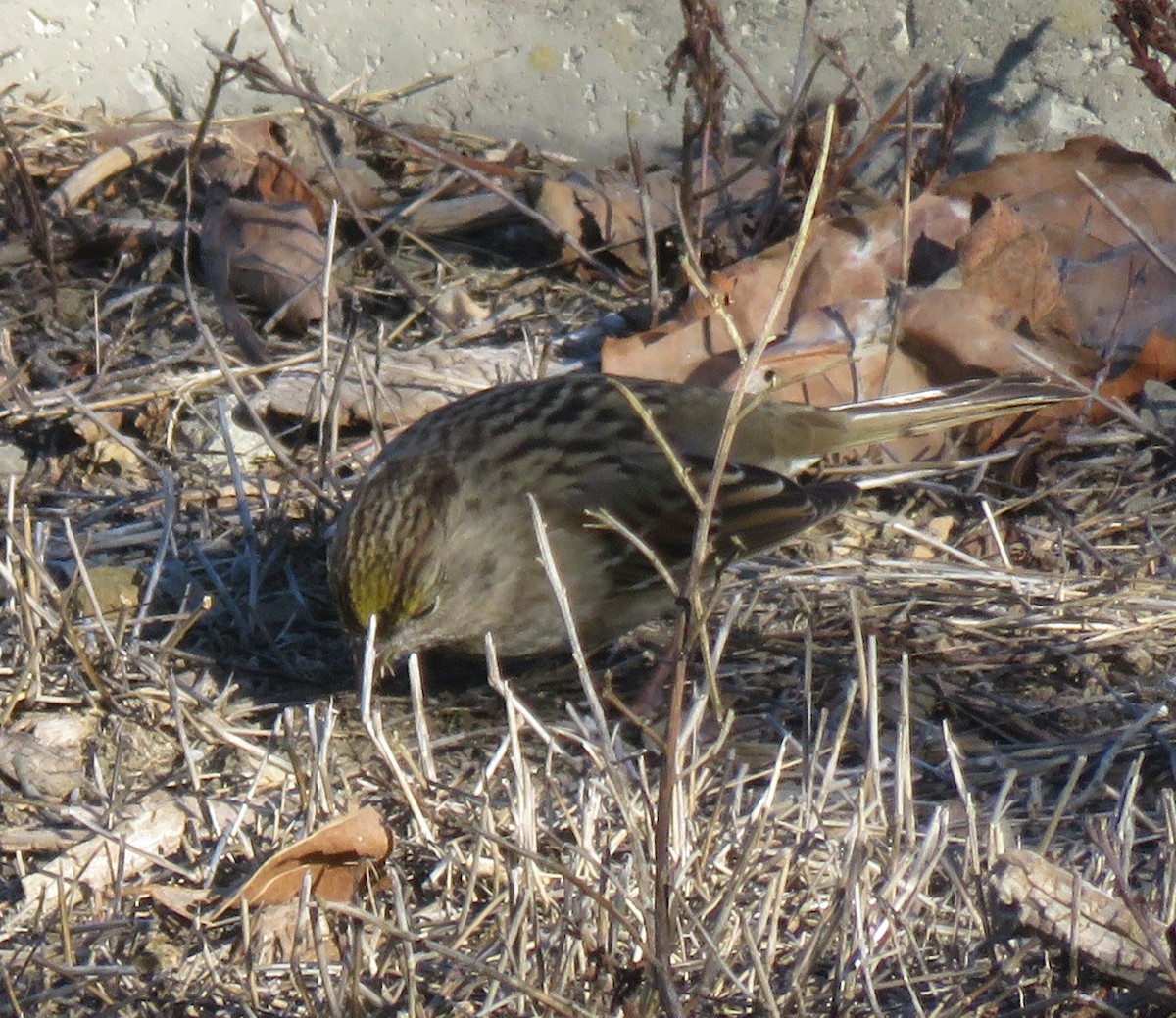 Golden-crowned Sparrow - ML283625271