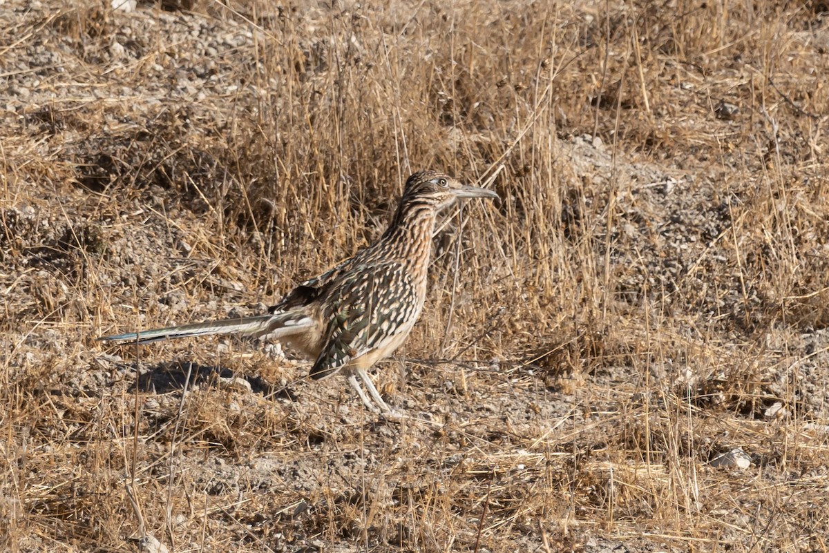 Greater Roadrunner - ML283627431