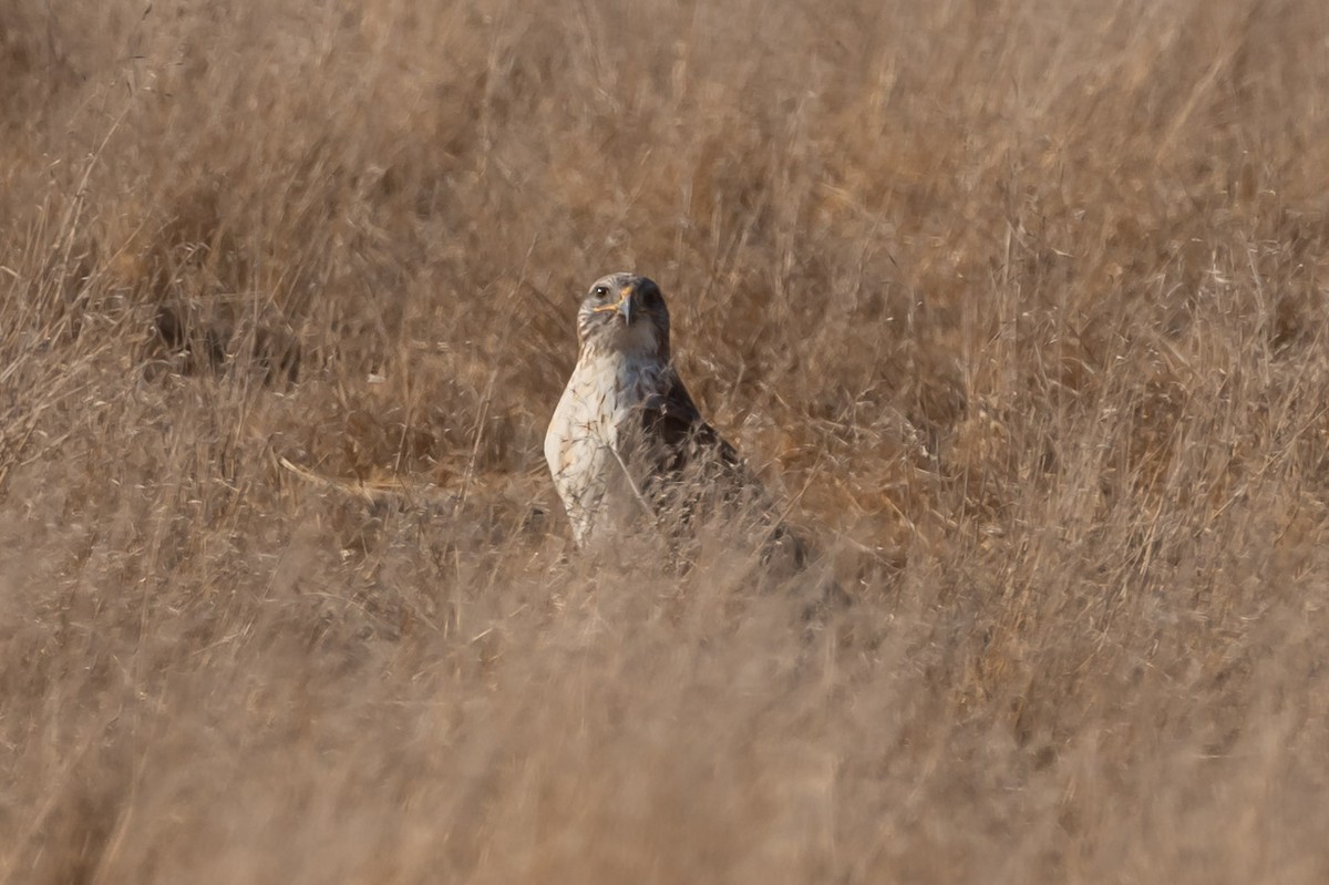 Ferruginous Hawk - ML283627861
