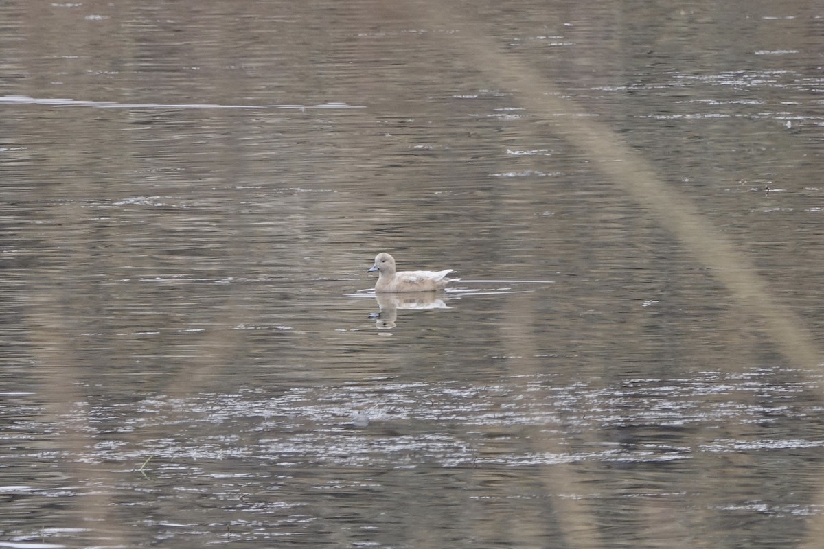 American Wigeon - ML283628911