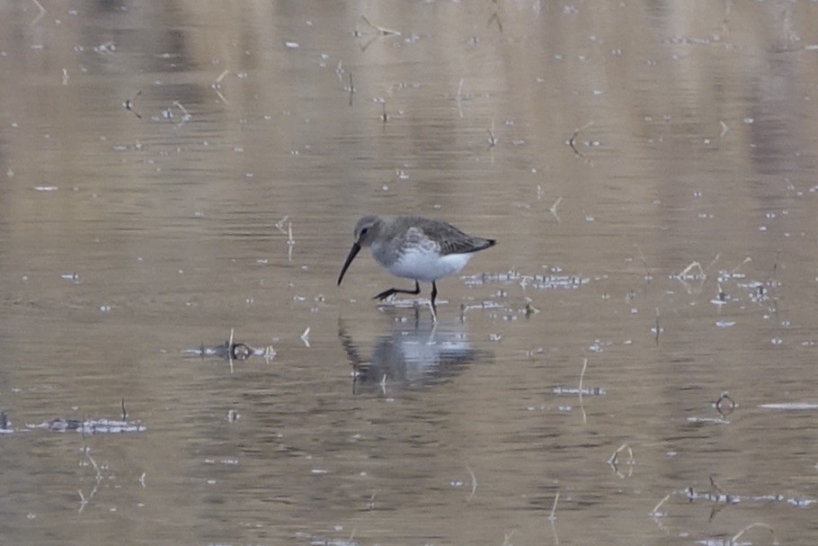 Dunlin - ML283629221