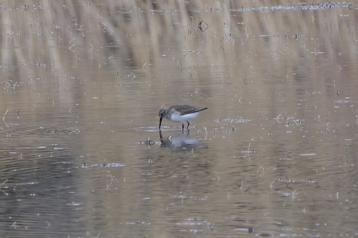 Dunlin - ML283629231