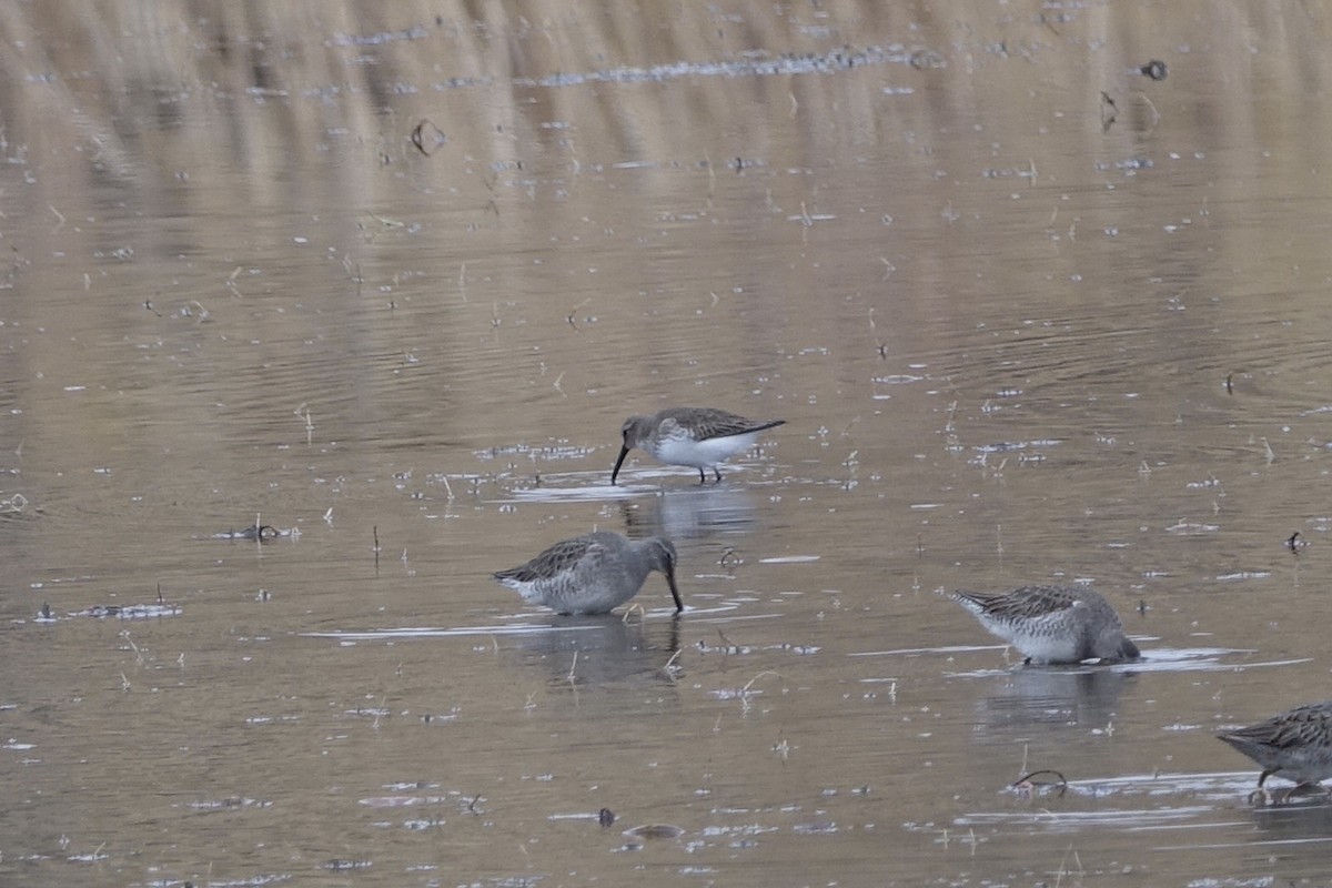 Dunlin - ML283629281