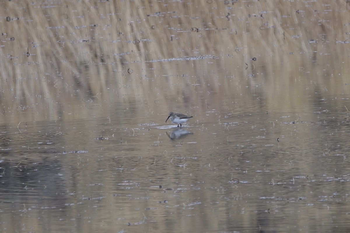 Dunlin - ML283629341