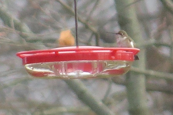 Black-chinned Hummingbird - ML283629561