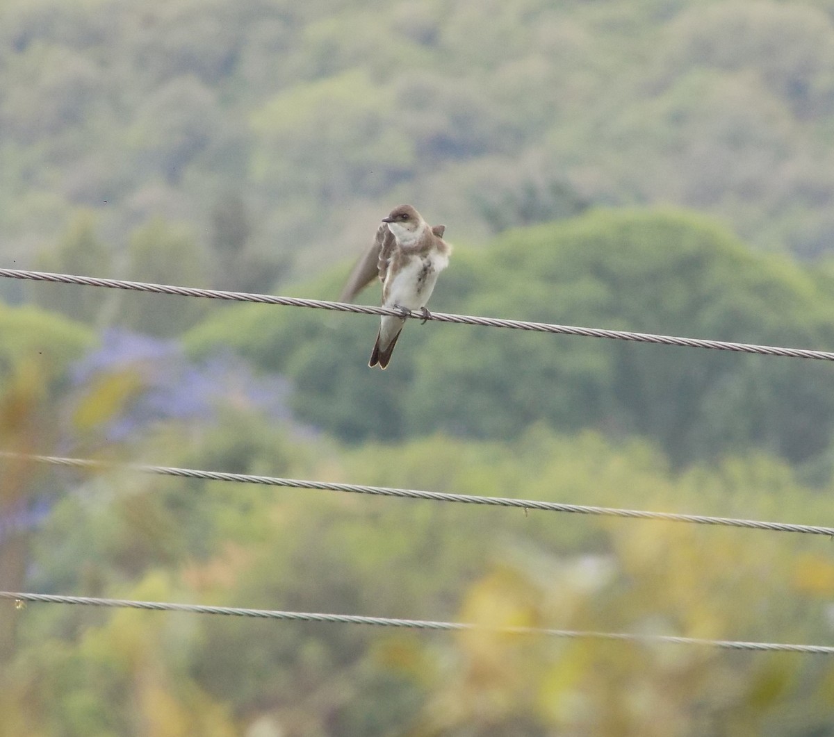 Brown-chested Martin - ML283629601