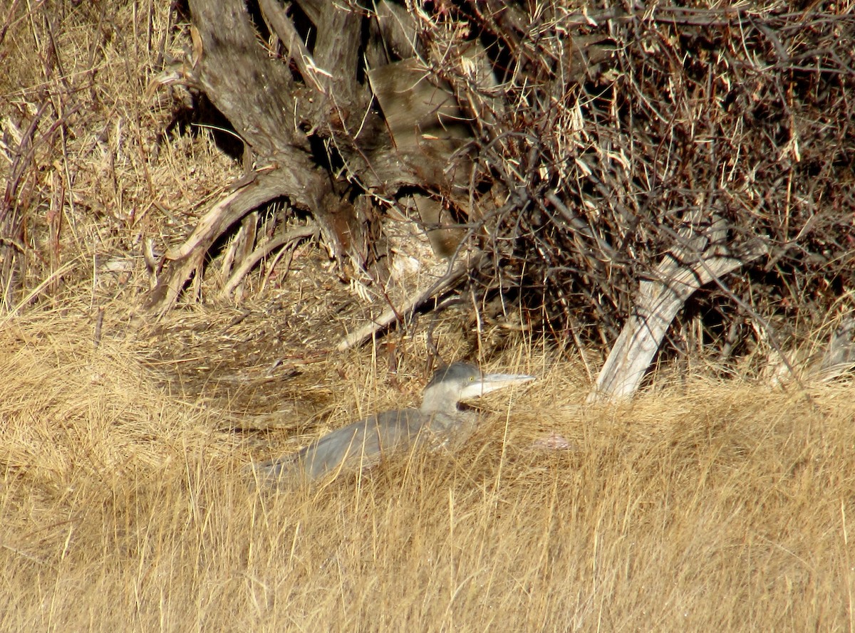 Garza Azulada - ML283630661