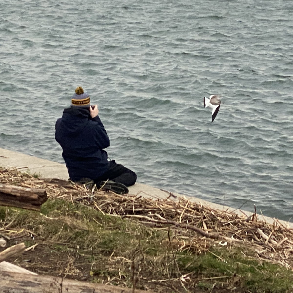 Sabine's Gull - Kevin Rybczynski