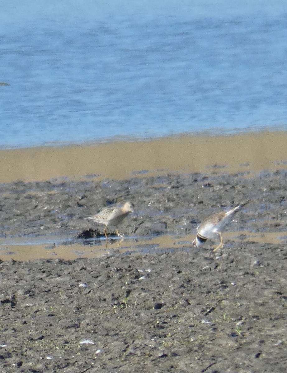 Buff-breasted Sandpiper - ML283634901