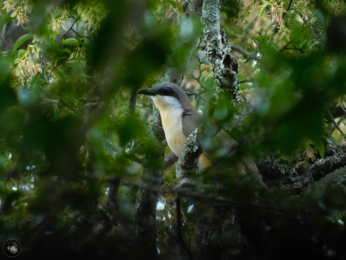 Dark-billed Cuckoo - ML283635311