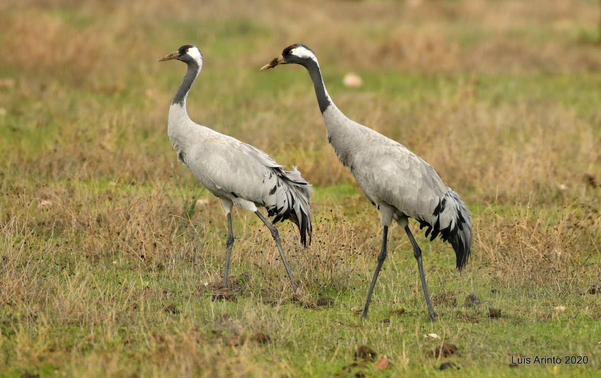 Common Crane - Luis Arinto