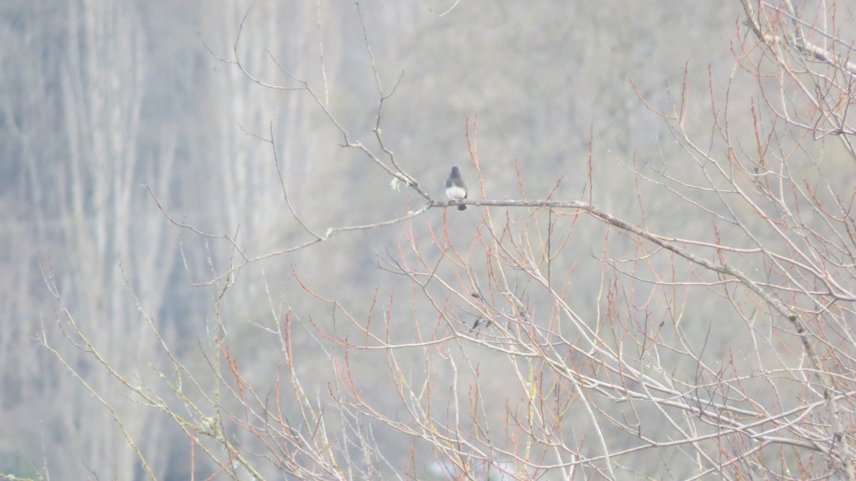 Black Phoebe - ML283635591