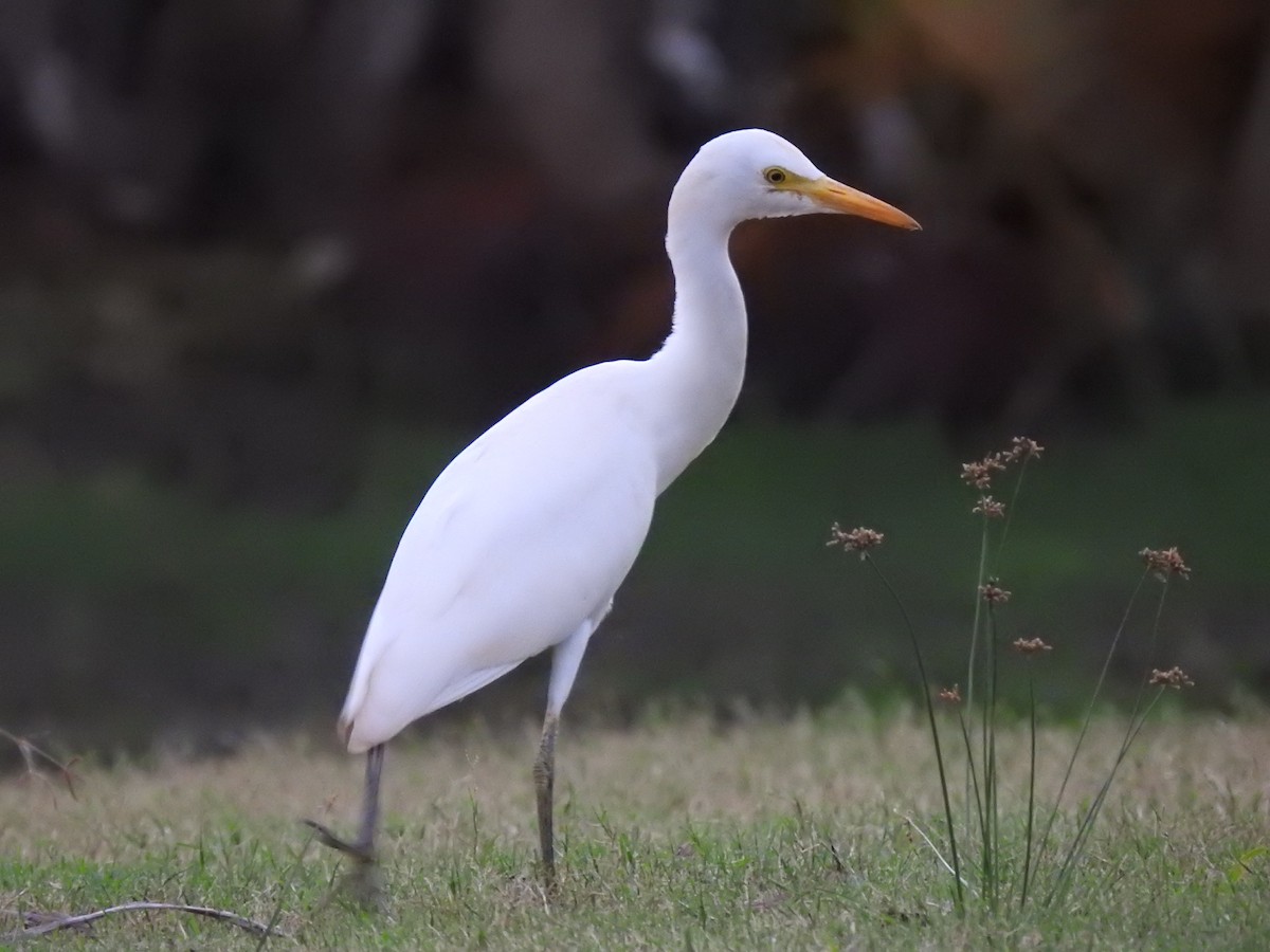 Western Cattle-Egret - ML283635881