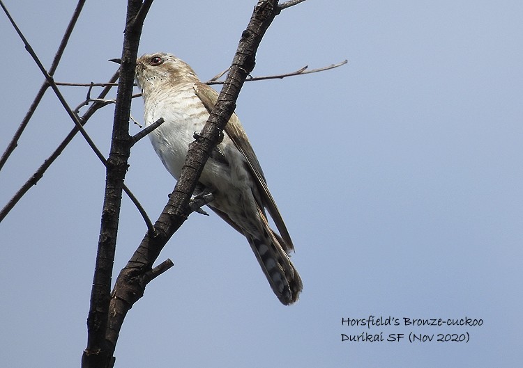 Horsfield's Bronze-Cuckoo - Marie Tarrant