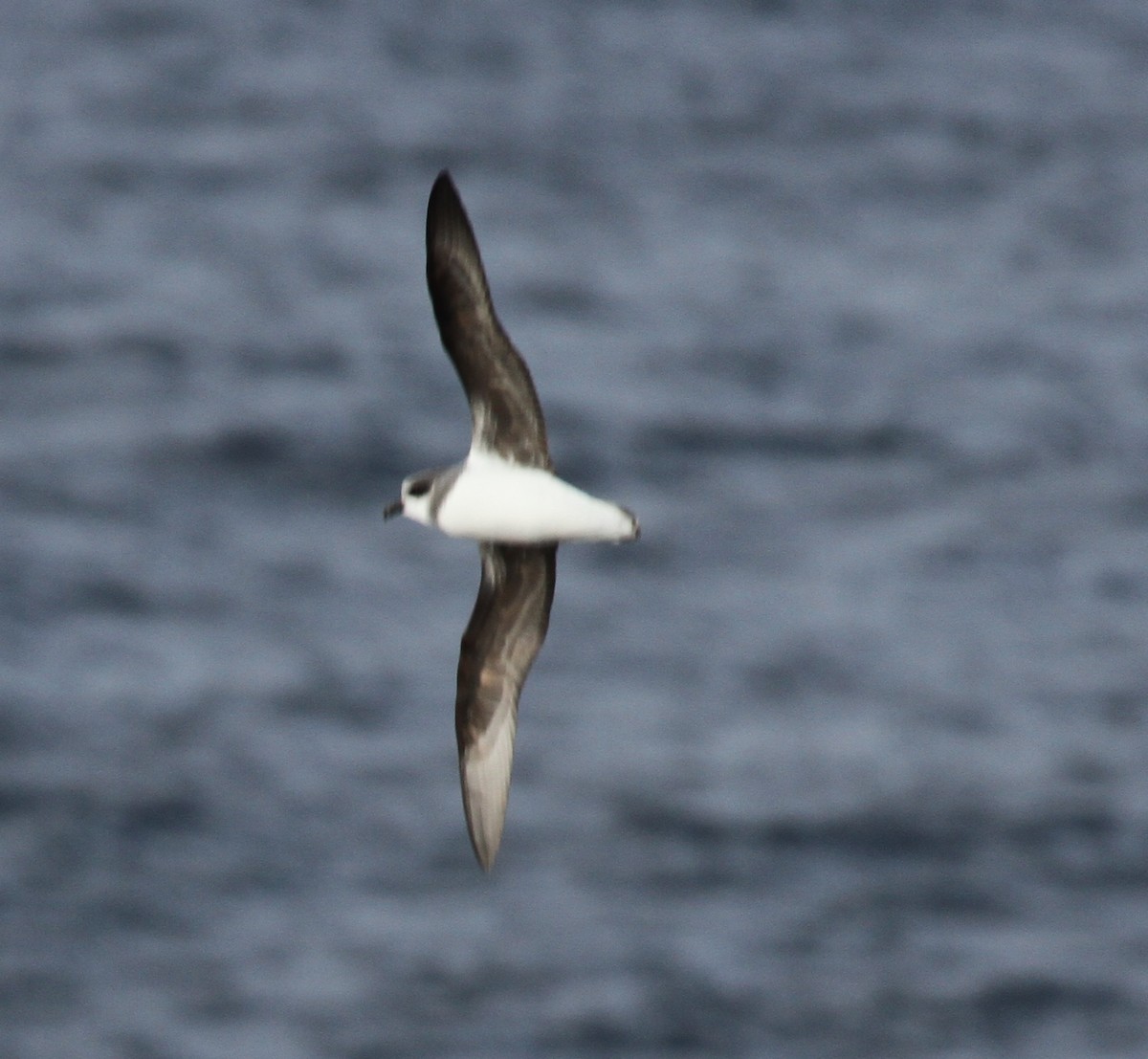 Soft-plumaged Petrel - ML28363781