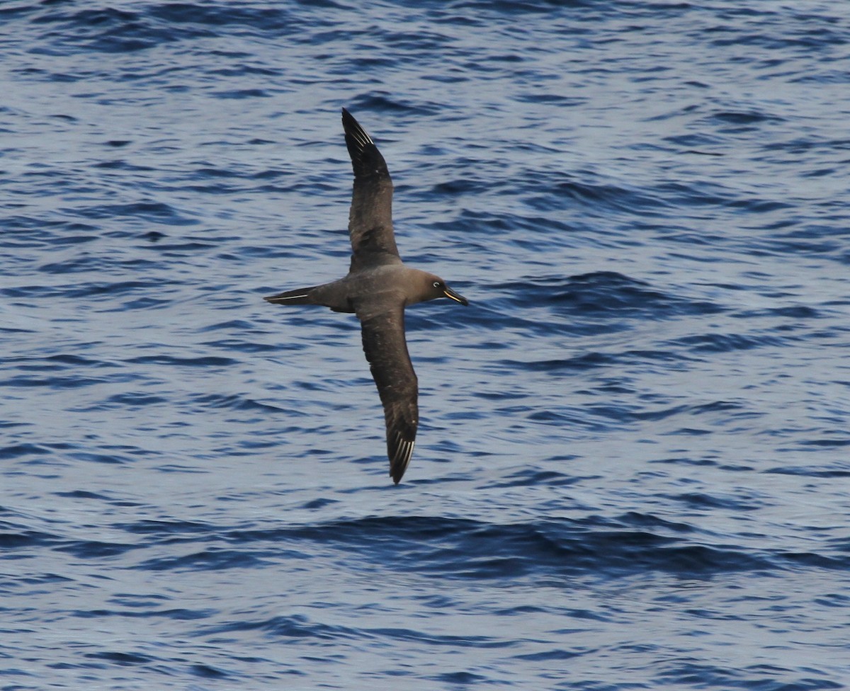 Sooty Albatross - ML28363811