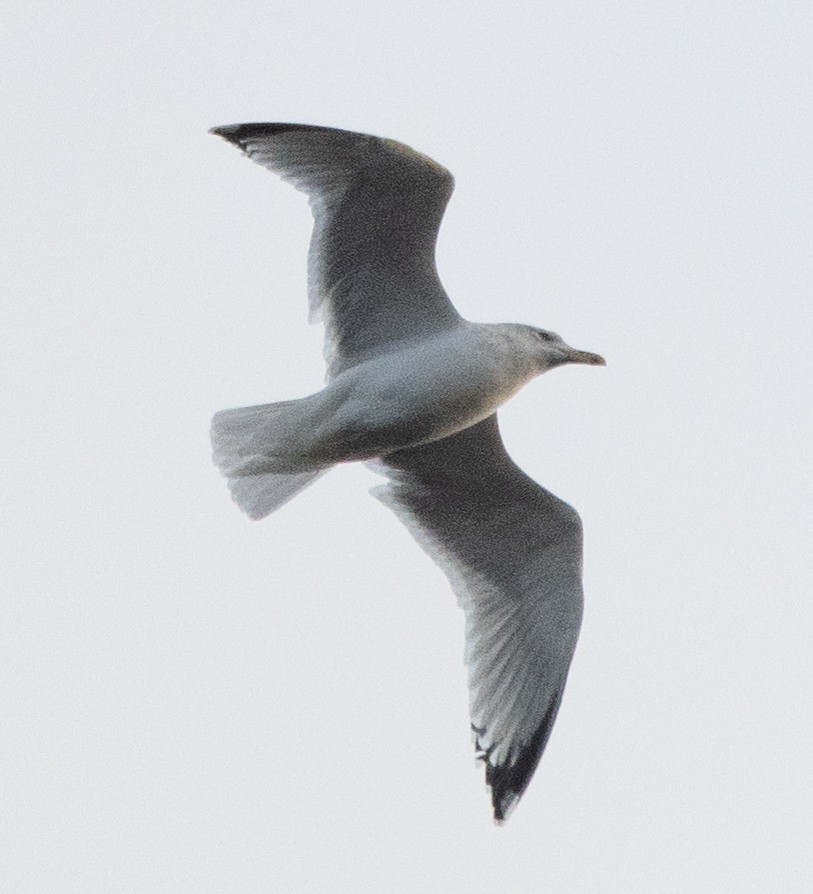 Herring Gull - ML283638131