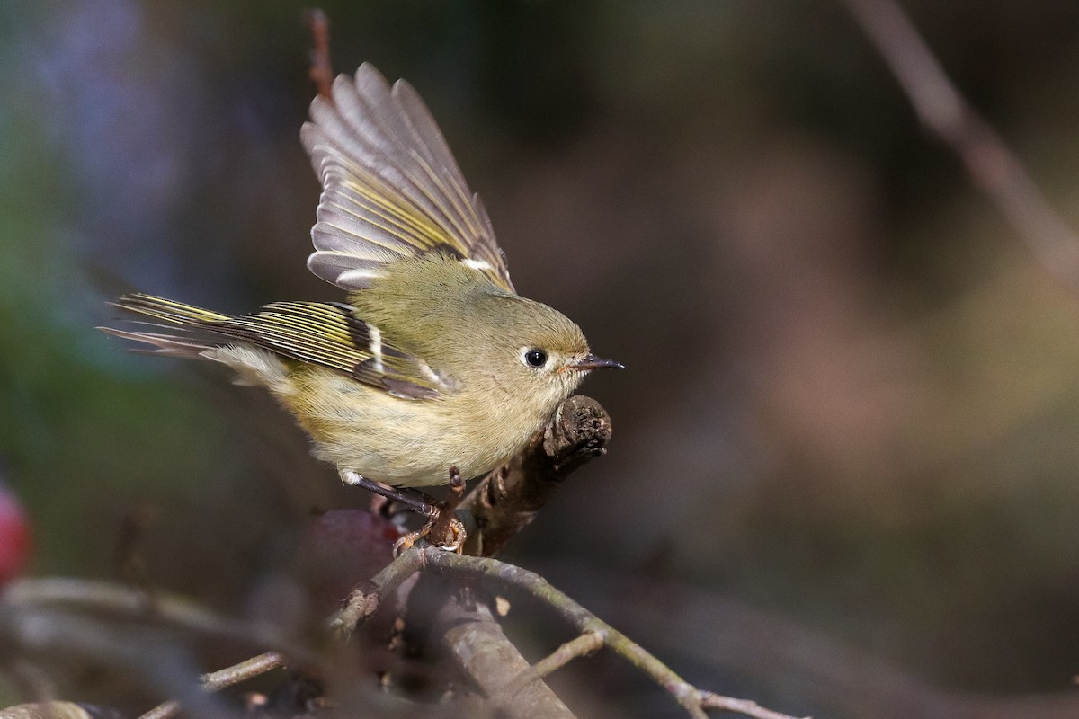 Ruby-crowned Kinglet - ML283638371