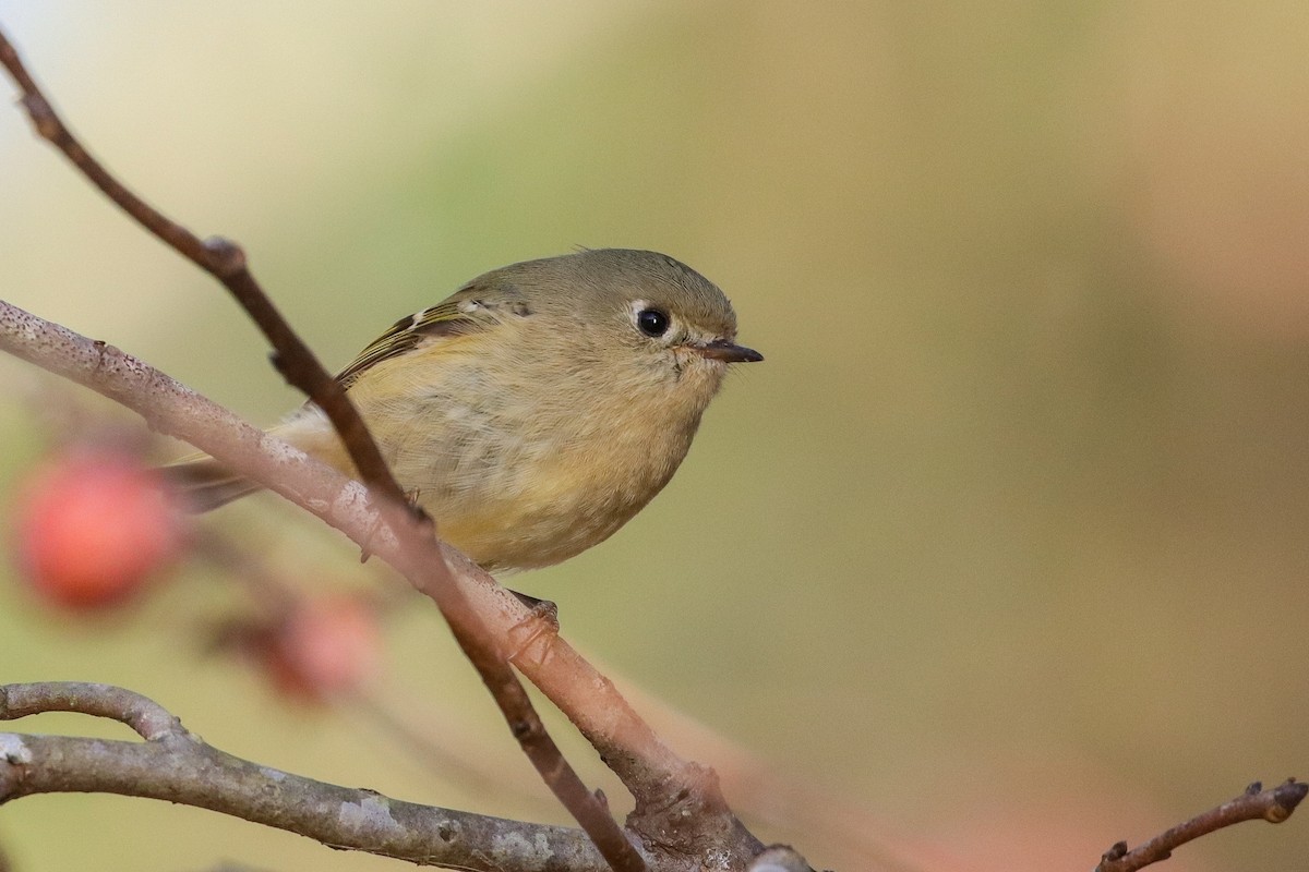 Ruby-crowned Kinglet - ML283638391