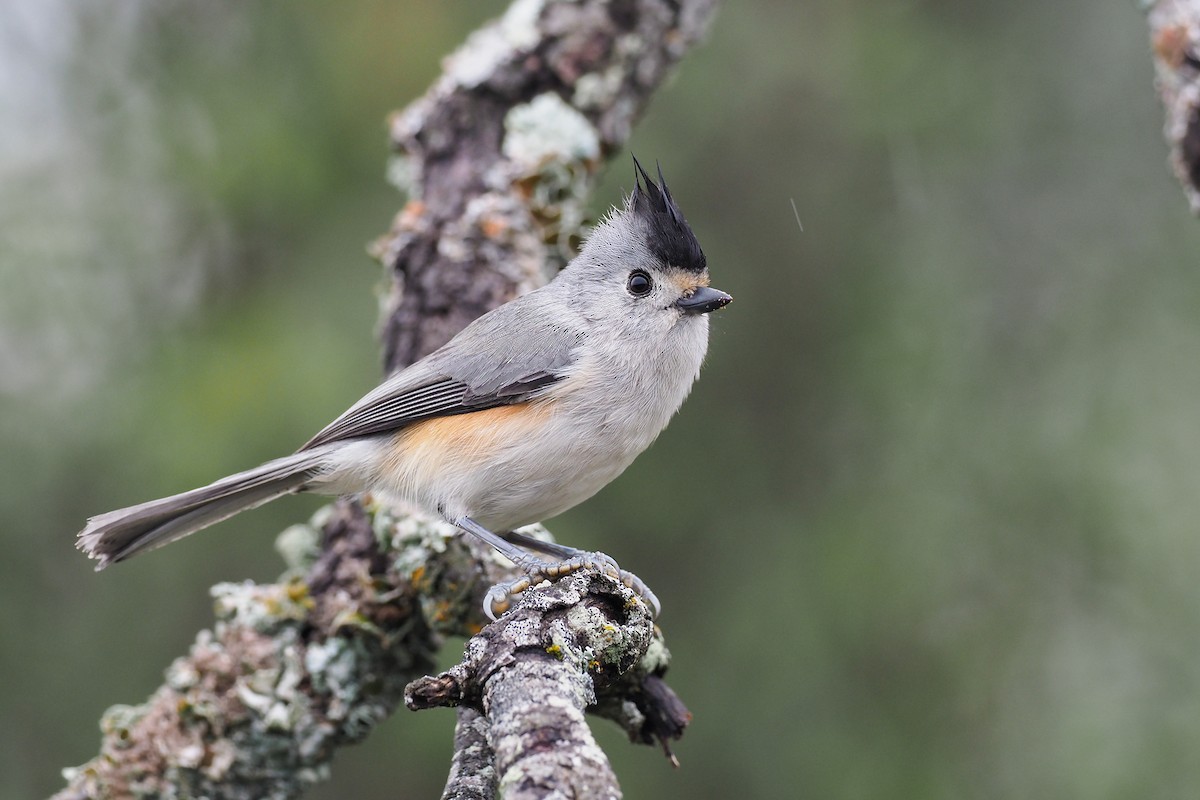 Black-crested Titmouse - ML283638831