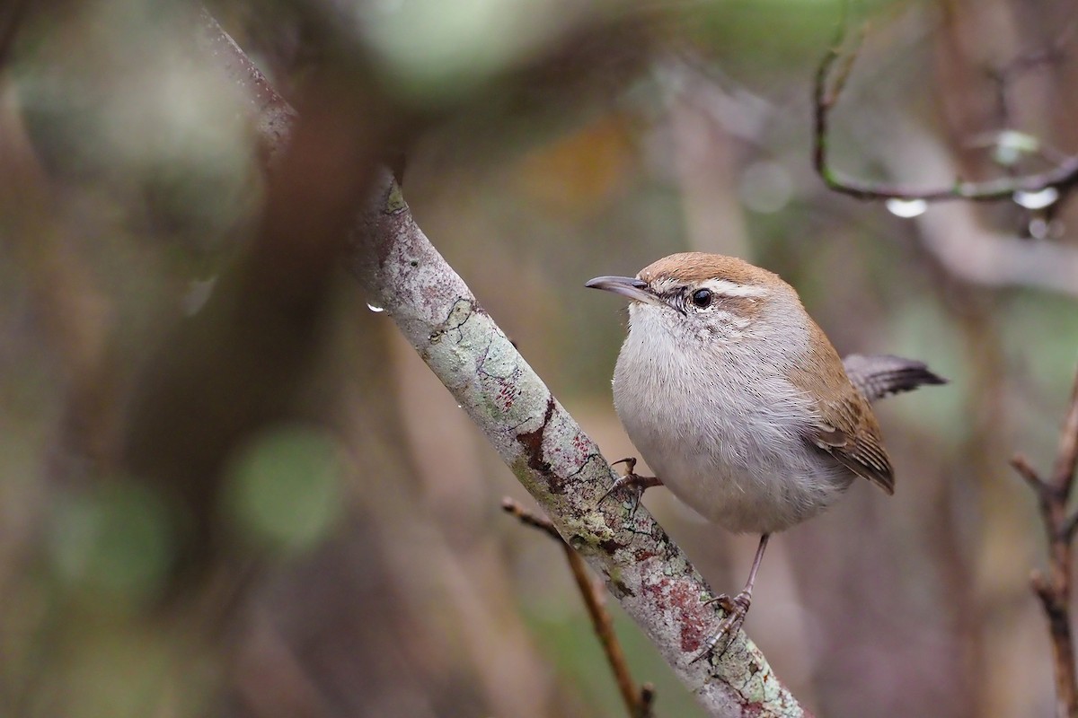 Bewick's Wren - dean anderson