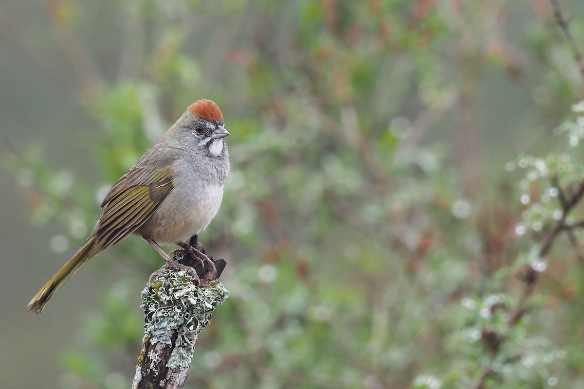 Green-tailed Towhee - ML283639171