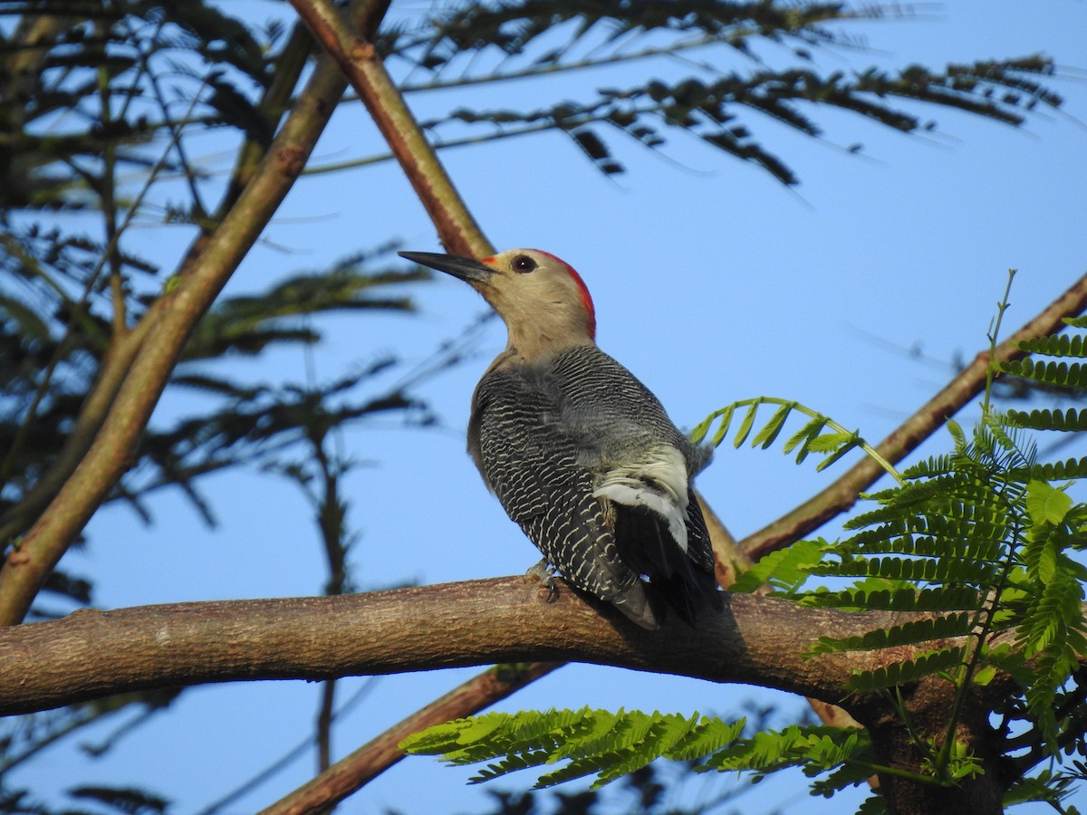Golden-fronted Woodpecker - ML283639351