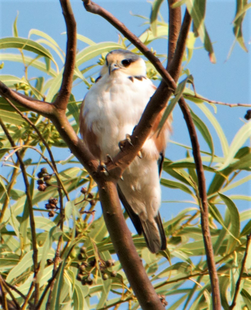 Pearl Kite - ML283639581