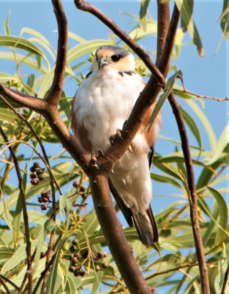 Pearl Kite - ML283639601